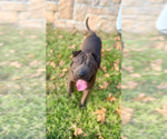 Dumpling Rolls - Male Mutt Dog for Adoption - Small photo