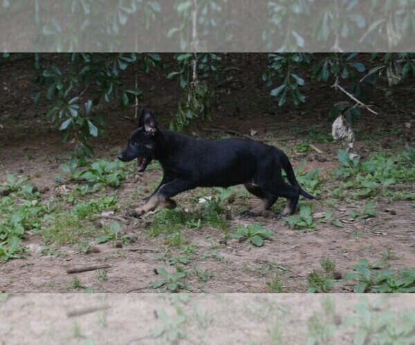 Medium Photo #2 German Shepherd Dog Puppy For Sale in POWDER SPRINGS, GA, USA