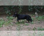 Small #1 German Shepherd Dog
