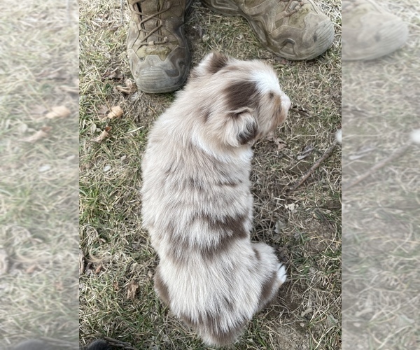 Medium Photo #3 Australian Shepherd Puppy For Sale in TOLEDO, IL, USA