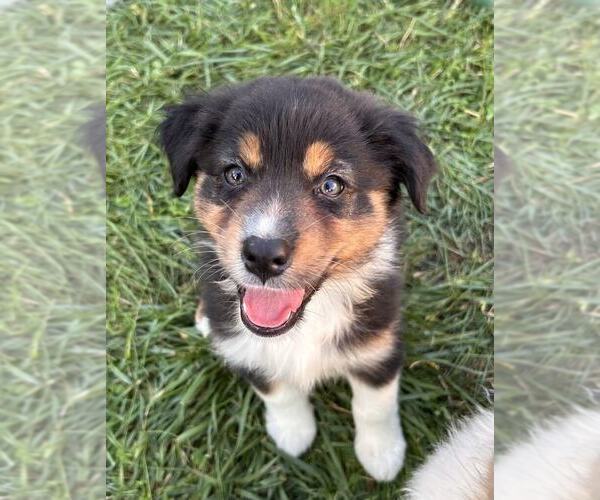 Medium Photo #1 Australian Shepherd Puppy For Sale in JEROMESVILLE, OH, USA