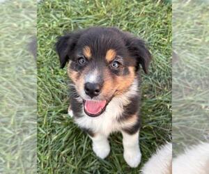 Australian Shepherd Puppy for sale in JEROMESVILLE, OH, USA