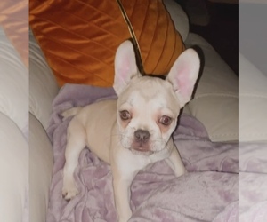 French Bulldog Puppy for sale in ATHENS, GA, USA