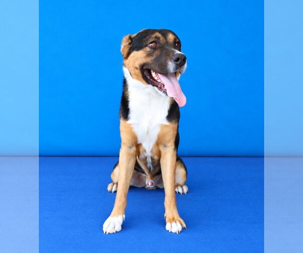 Medium Photo #2 Mutt Puppy For Sale in Pasadena, CA, USA