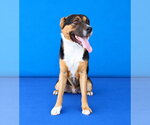 Small Photo #2 Mutt Puppy For Sale in Pasadena, CA, USA