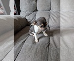 Small #1 Chiweenie