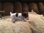 Puppy 0 Jack Russell Terrier