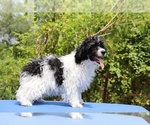 Small #16 Poodle (Toy)