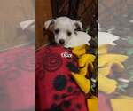 Small #1 Chihuahua Mix