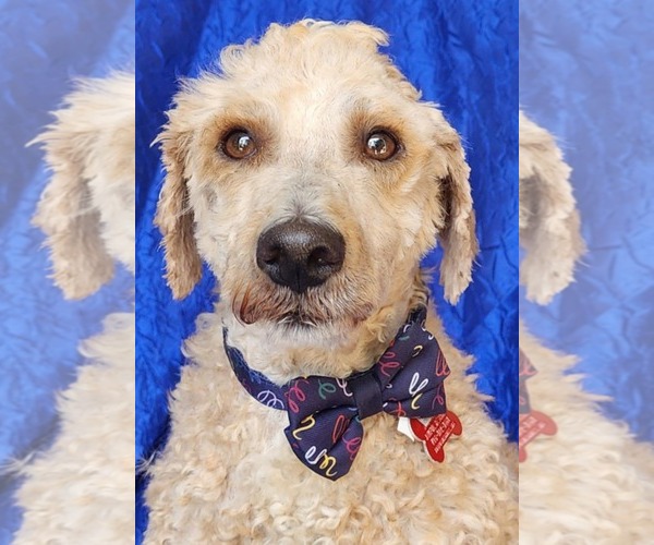 Medium Photo #2 Goldendoodle (Miniature) Puppy For Sale in Cuba, NY, USA