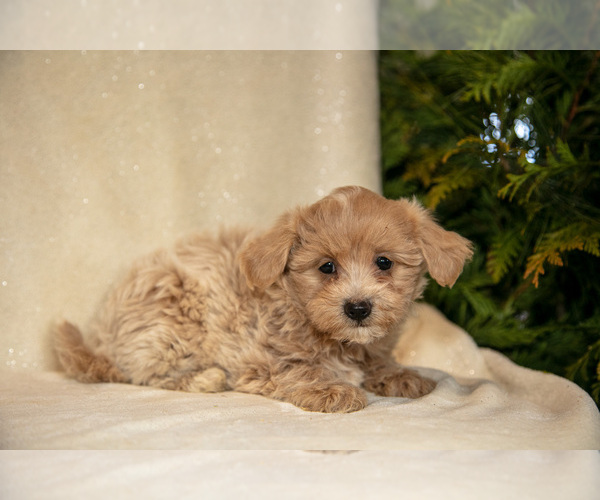 Medium Photo #2 Bichpoo Puppy For Sale in LEOLA, PA, USA
