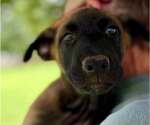 Small Mutt