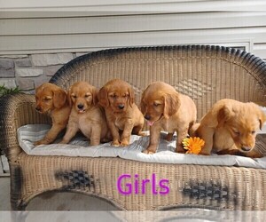 Golden Retriever Puppy for sale in STANLEY, WI, USA
