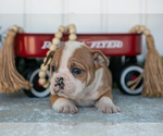 Small Photo #6 Victorian Bulldog Puppy For Sale in MILLERSBURG, IN, USA