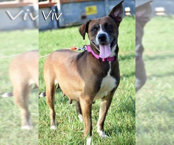 Medium Photo #1 Mutt Puppy For Sale in Unionville, PA, USA