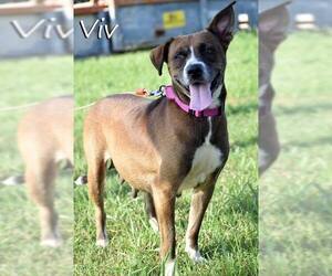 Mutt Dogs for adoption in Unionville, PA, USA