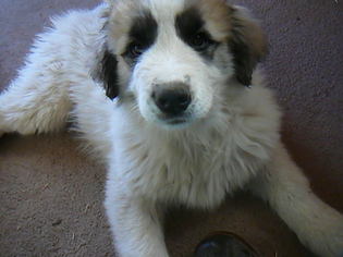 Great Pyrenees Puppy for sale in BLANCA, CO, USA