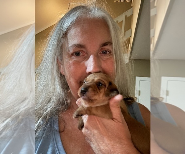 Medium Photo #7 Dachshund Puppy For Sale in DOTHAN, AL, USA