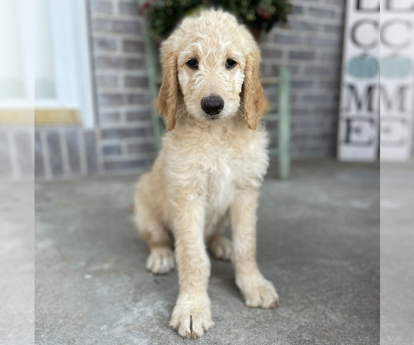 Medium Photo #1 Goldendoodle Puppy For Sale in WELLSVILLE, KS, USA