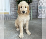 Small Photo #1 Goldendoodle Puppy For Sale in WELLSVILLE, KS, USA