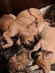 Small Photo #24 Great Dane Puppy For Sale in WEIRTON, WV, USA