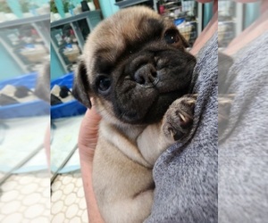 Pug Puppy for sale in BERWYN, IL, USA