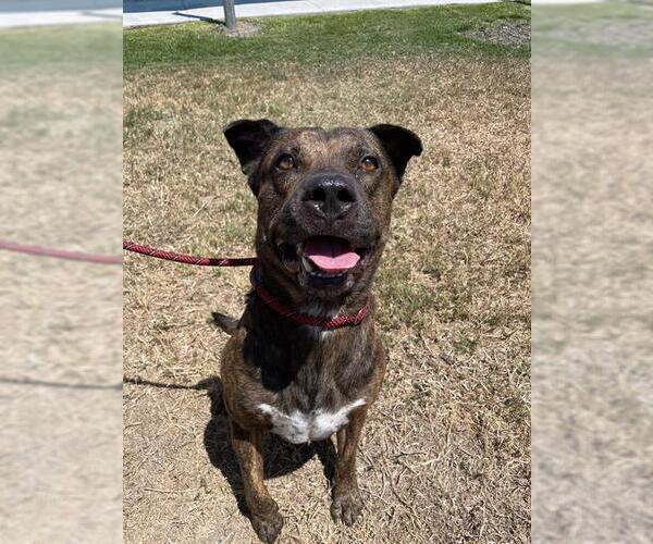 Medium Photo #1 American Pit Bull Terrier-Unknown Mix Puppy For Sale in Corpus Christi, TX, USA