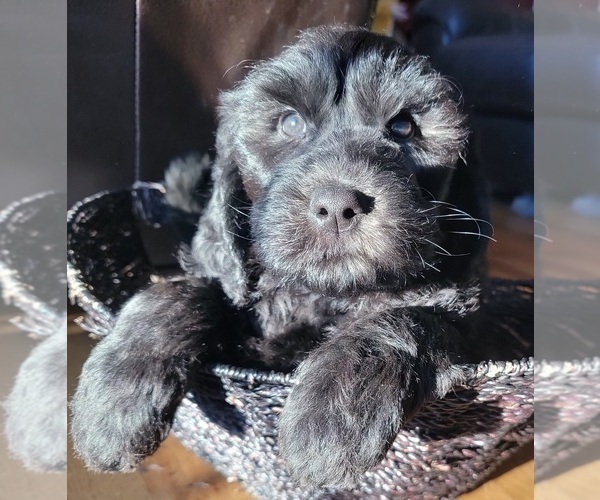 Medium Photo #1 Goldendoodle Puppy For Sale in KIMBALL, MN, USA