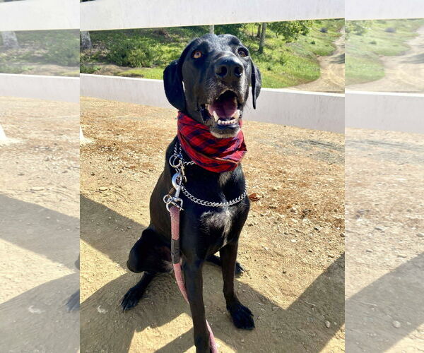 Medium Photo #13 Labrador Retriever-Unknown Mix Puppy For Sale in San Diego, CA, USA