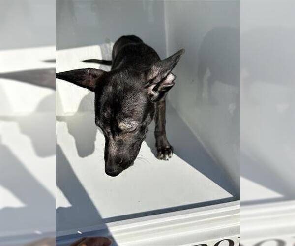 Medium Photo #1 Labrador Retriever-Unknown Mix Puppy For Sale in Houston, TX, USA