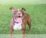 Small #1 American Pit Bull Terrier Mix