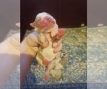 Small Photo #2 Boston Terrier Puppy For Sale in ANNISTON, AL, USA