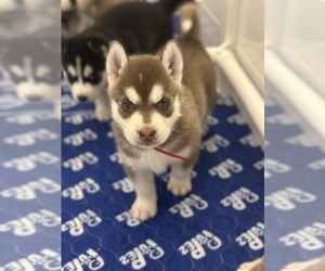 Siberian Husky Puppy for sale in LIBERTY, TN, USA