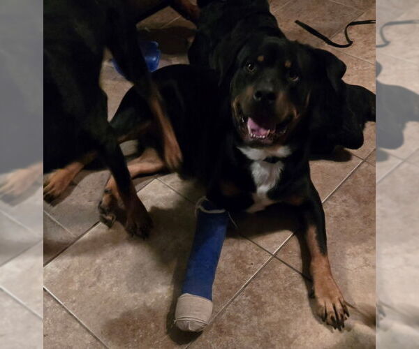 Medium Photo #1 Rottweiler Puppy For Sale in San Antonio, TX, USA