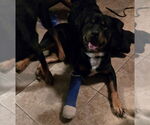 Small Rottweiler