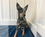 Small #1 Mutt
