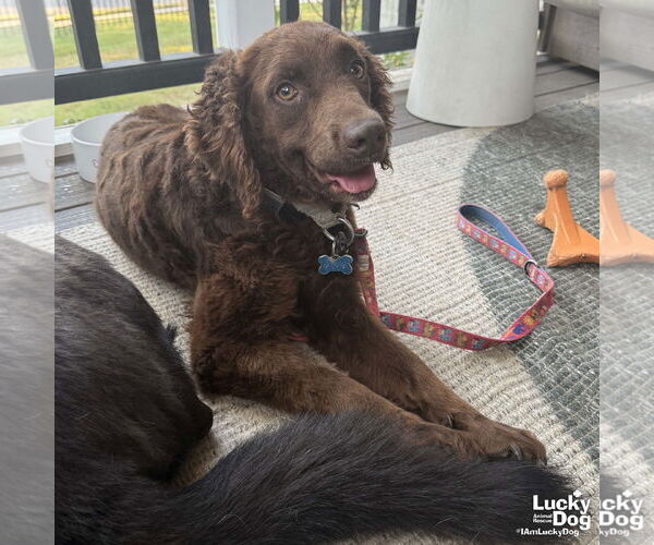 Medium Photo #6 Spaniel-Unknown Mix Puppy For Sale in Washington, DC, USA
