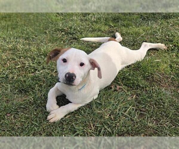 Medium Photo #1 Rottweiler-Unknown Mix Puppy For Sale in Placerville, CA, USA