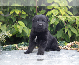 German Shepherd Dog Litter for sale in SHIPSHEWANA, IN, USA