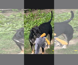 Duke - Male American Staffordshire Terrier-Unknown Mix Dog for Adoption - Photo #4
