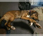 Small #4 Plott Hound Mix