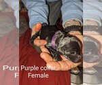 Small Photo #7 Great Dane-Unknown Mix Puppy For Sale in Bullard, TX, USA