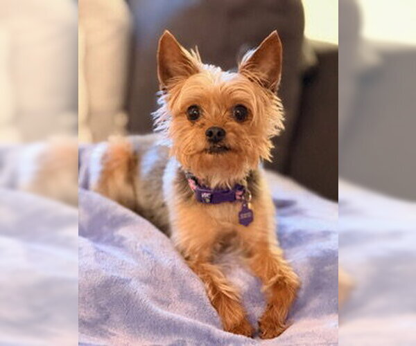 Medium Photo #2 Mutt Puppy For Sale in Allentown,, PA, USA