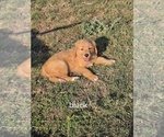 Puppy black Golden Retriever