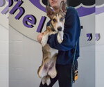 Small #4 Gerberian Shepsky