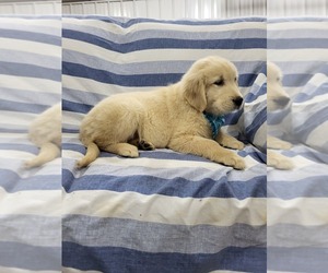 Golden Retriever Puppy for sale in SHERIDAN, MI, USA