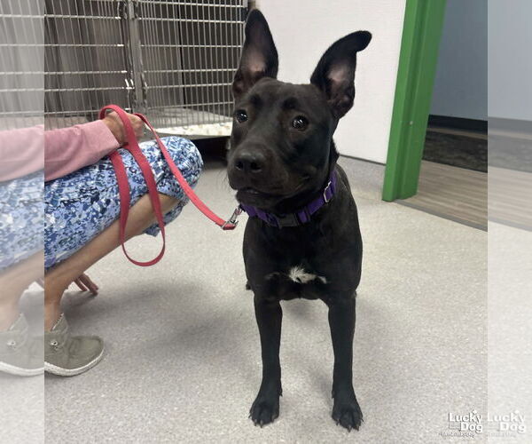 Medium Photo #5 Labrador Retriever-Retriever  Mix Puppy For Sale in Washington, DC, USA