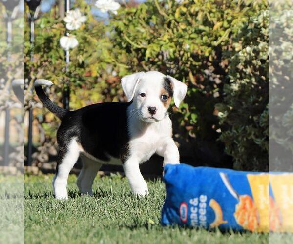 Medium Photo #4 Boxer-Unknown Mix Puppy For Sale in San Diego, CA, USA