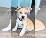 Small American Pit Bull Terrier Mix