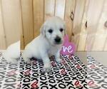 Small Photo #6 English Cream Golden Retriever Puppy For Sale in DALLAS, WI, USA